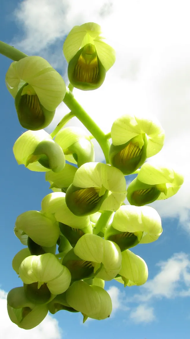Catasetum luridum