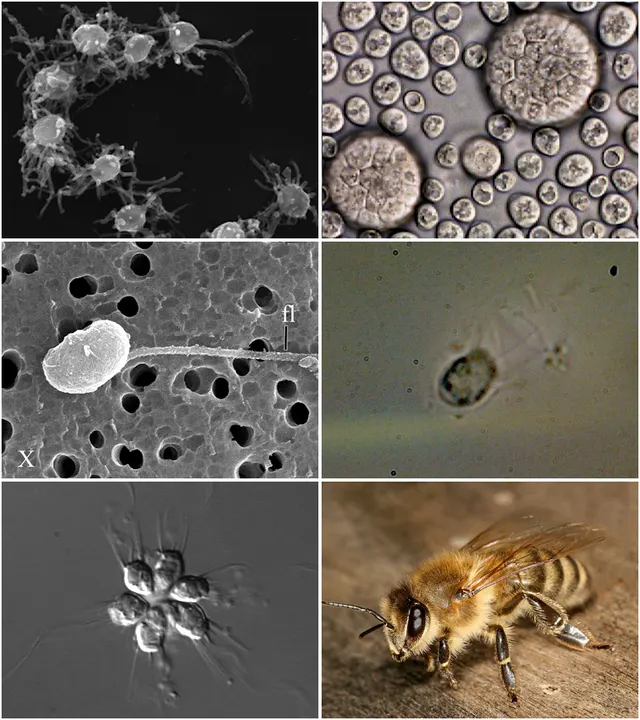 Holozoa