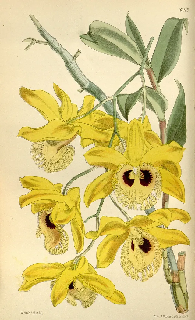 Dendrobium hookerianum