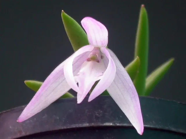 Leptotes unicolor