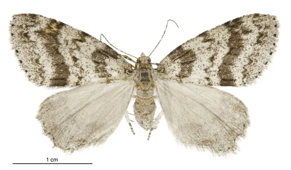 Pseudocoremia fenerata