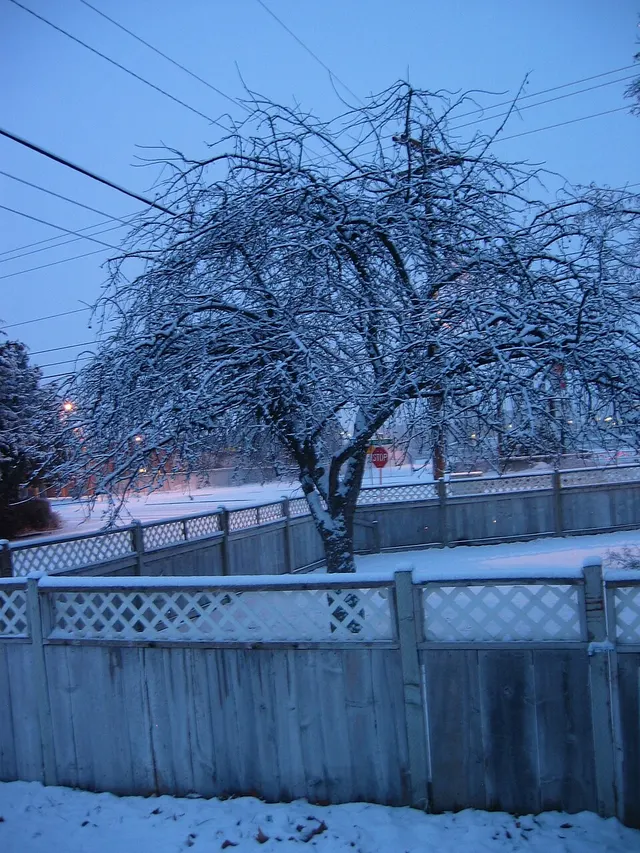 Dormancy