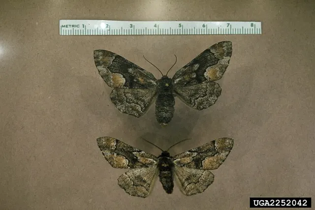 Lambdina pellucidaria