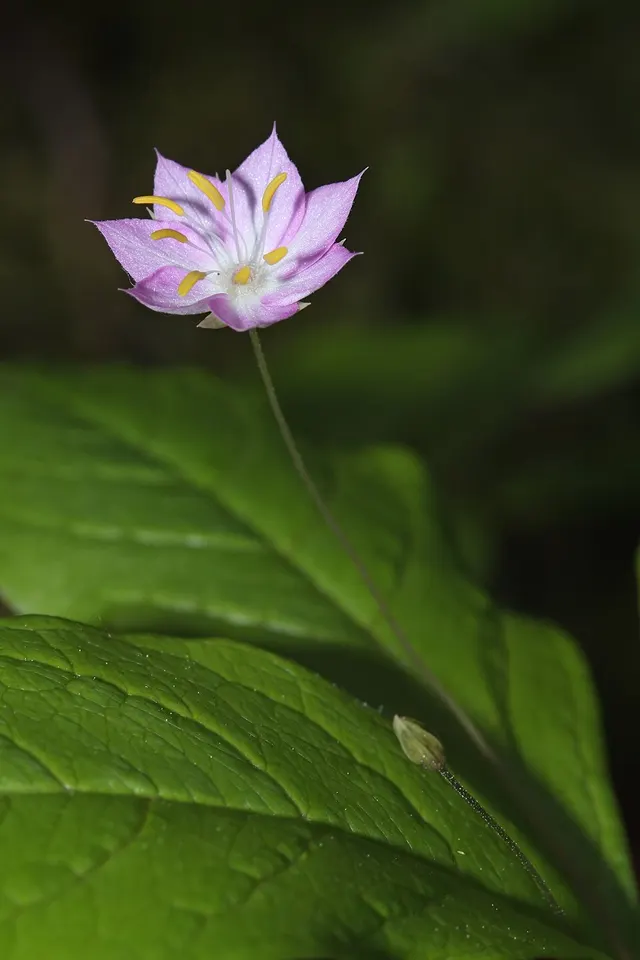Plante herbacée