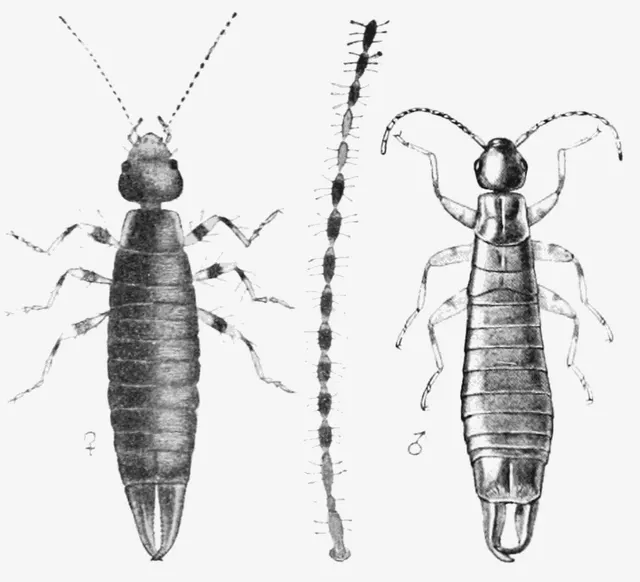 Ringlegged earwig