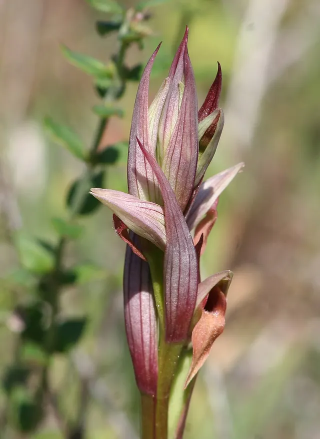 Serapias parviflora