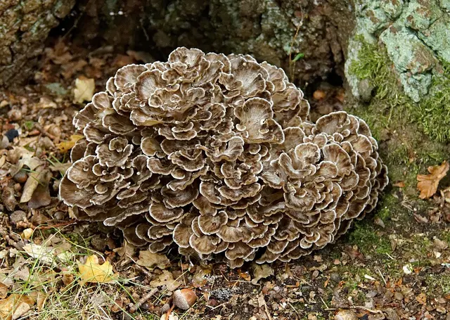 Grifola frondosa