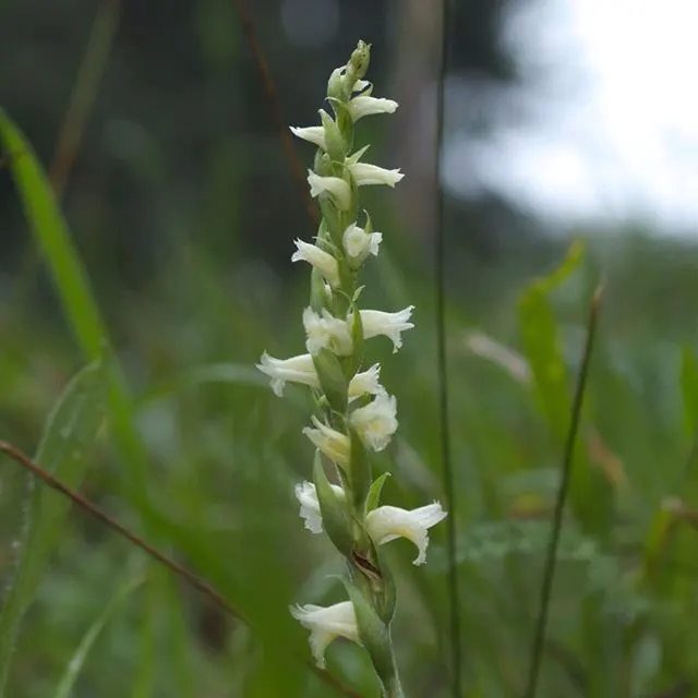 Spiranthes ochroleuca