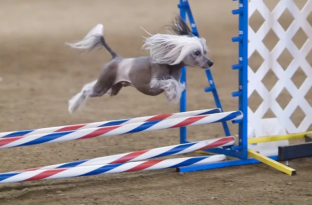 Dog agility