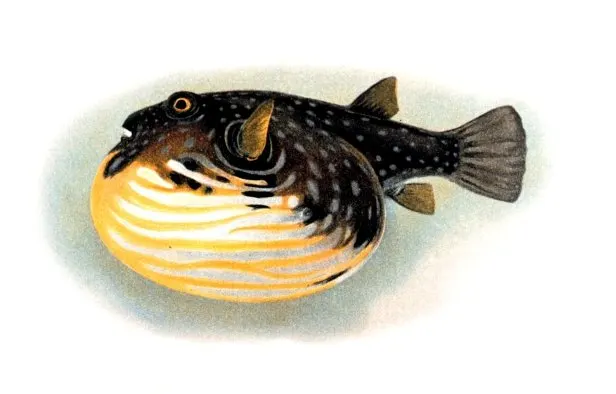 Poisson-globe