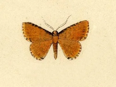 Eueana