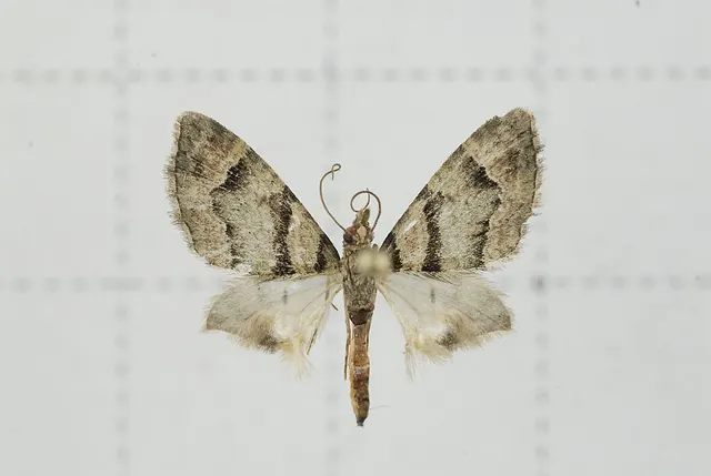 Syncosmia