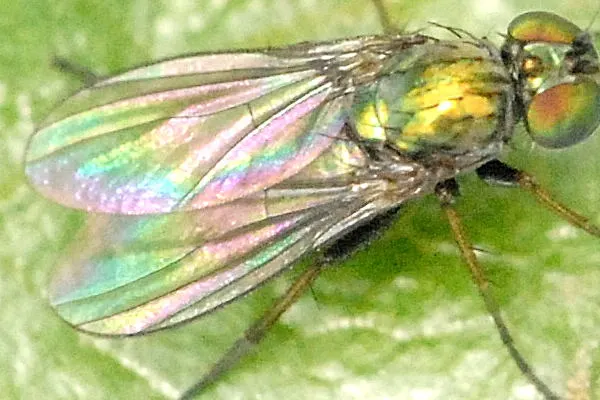 Chrysotus