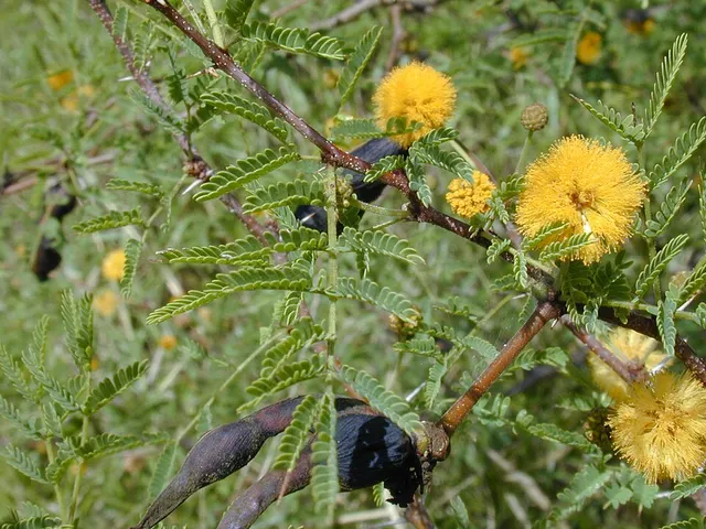 Vachellia farnesiana