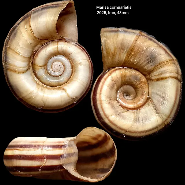 Architaenioglossa