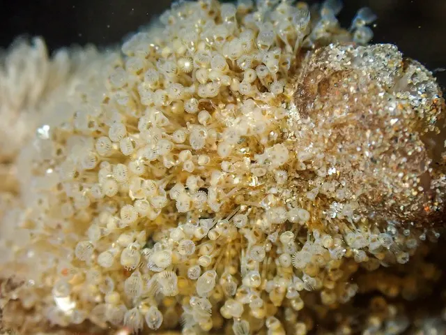 Entoprocta
