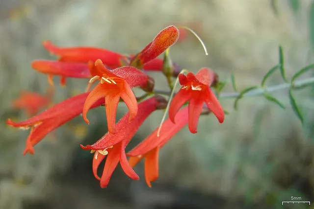 Keckiella ternata