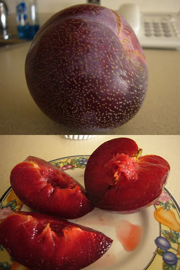 Pluot