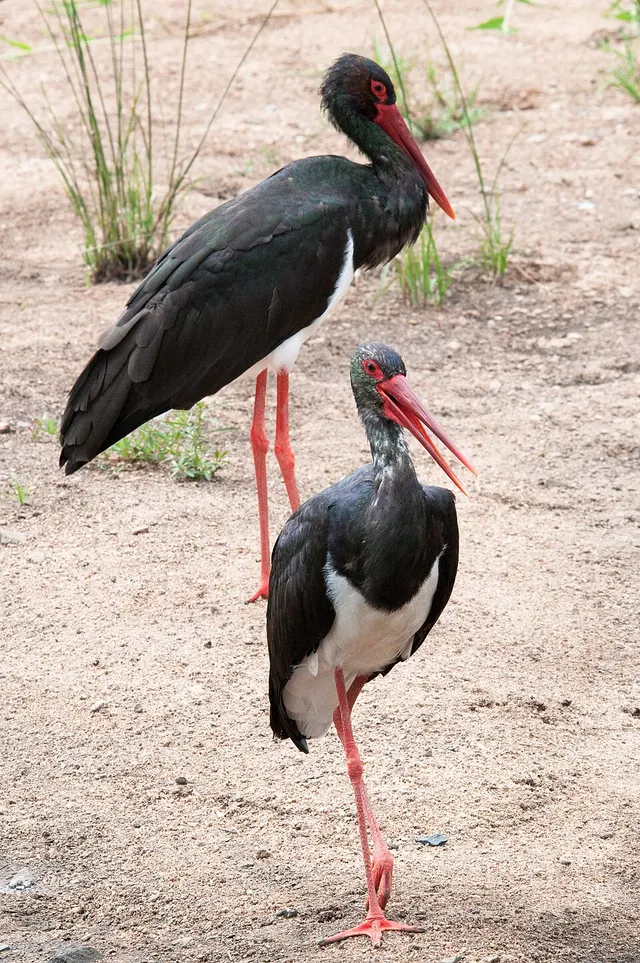 Cigogne noire