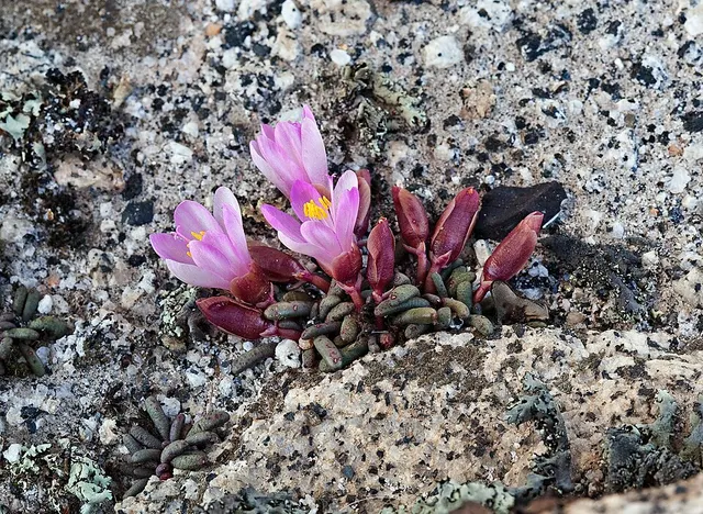 Lewisia disepala