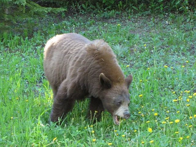 Hypocarnivore