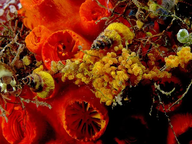 Epidendrium billeeanum