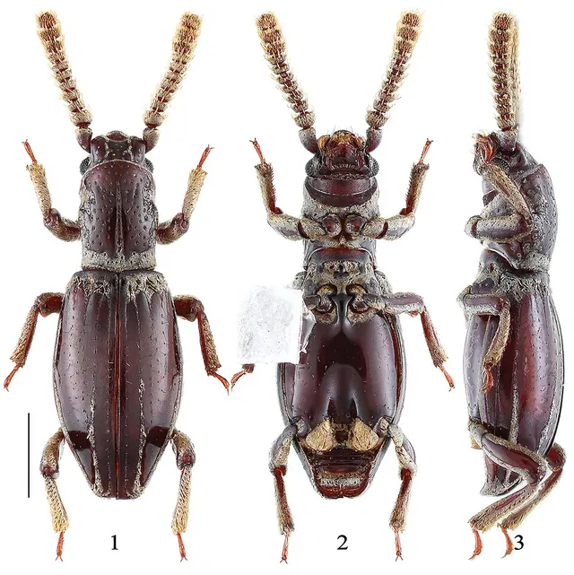 Jacobsoniidae