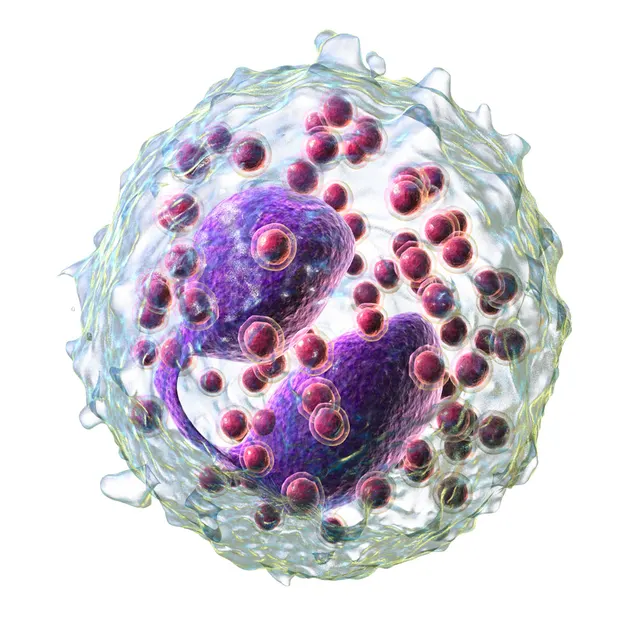 Eosinophil