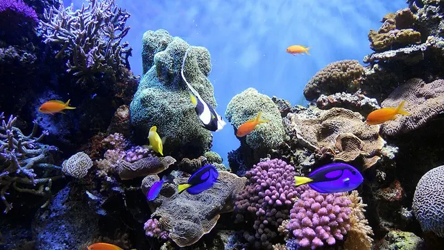Coral reef fish