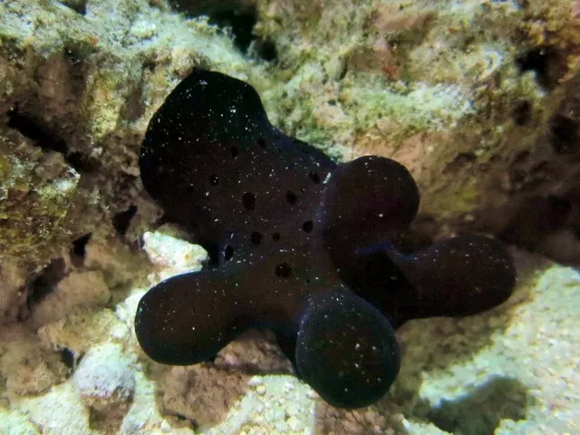 Velutinidae