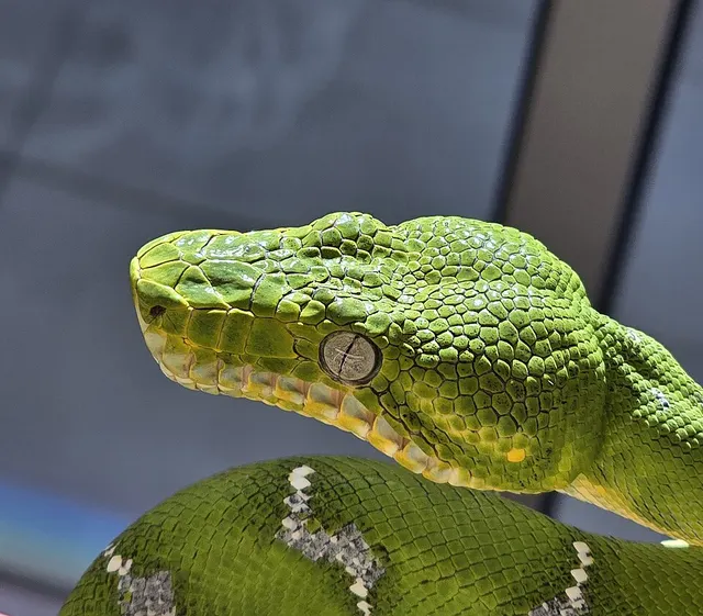 Corallus caninus