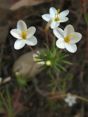 Leptosiphon parviflorus