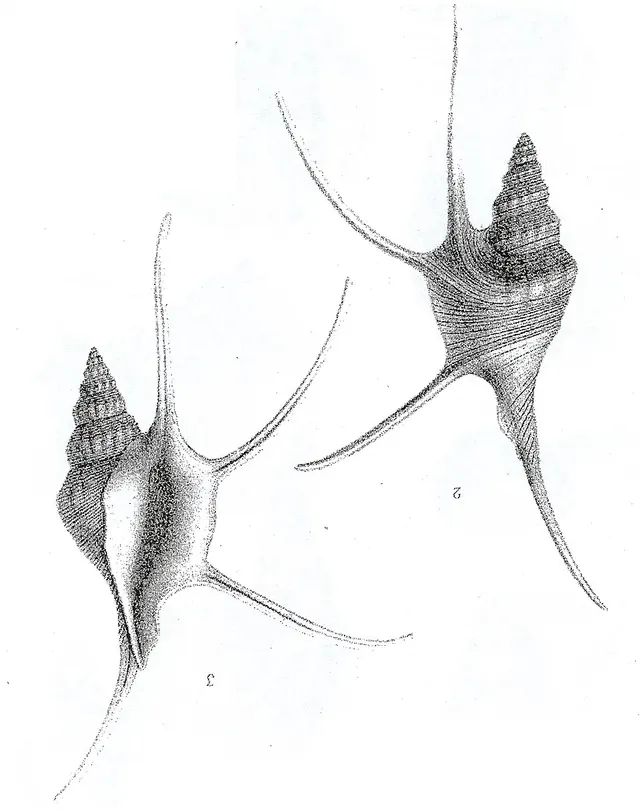 Cuphosolenus