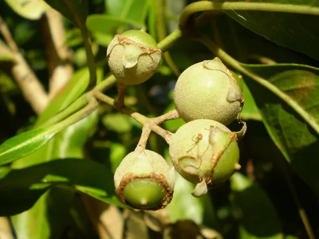 Rhodomyrtus psidioides