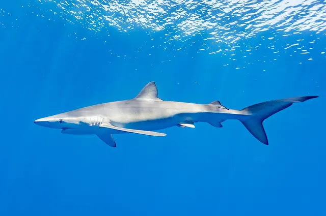 Requin bleu