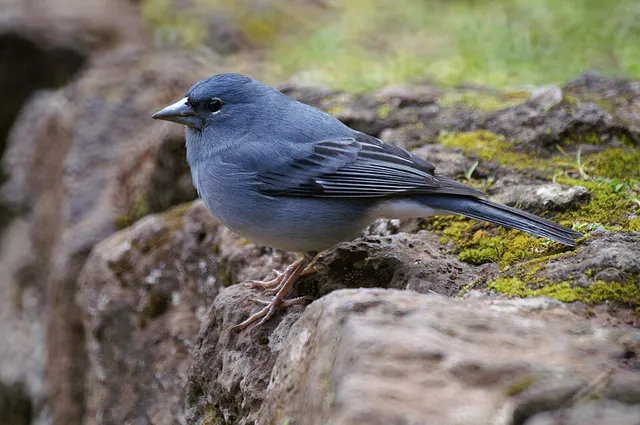 Tenerife blue chaffinch