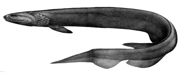 Requin-lézard