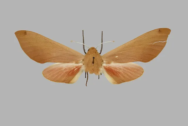 Phylloxiphia
