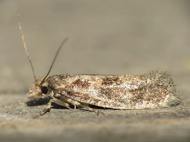 Ateliotum