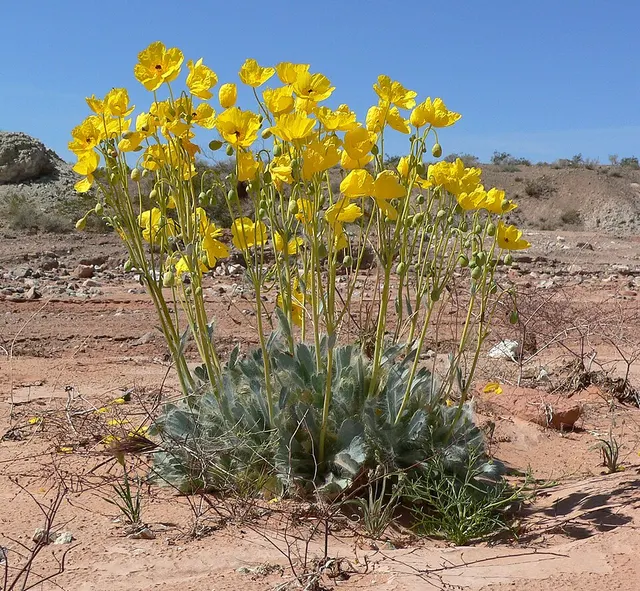 Arctomecon californica