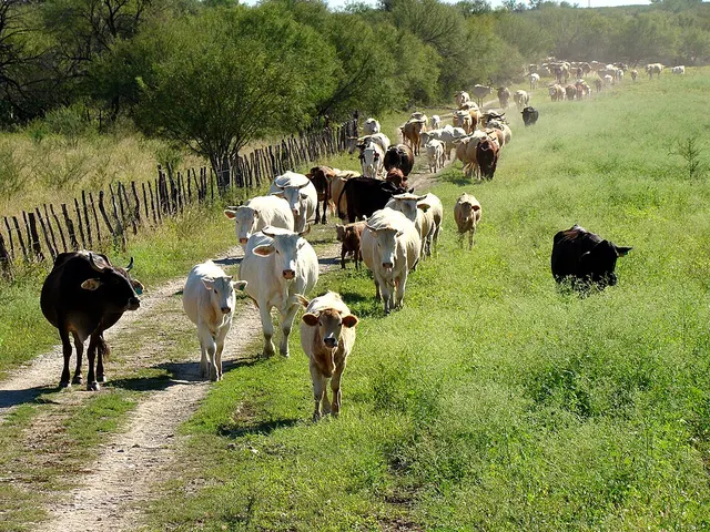 General Terán, Nuevo León