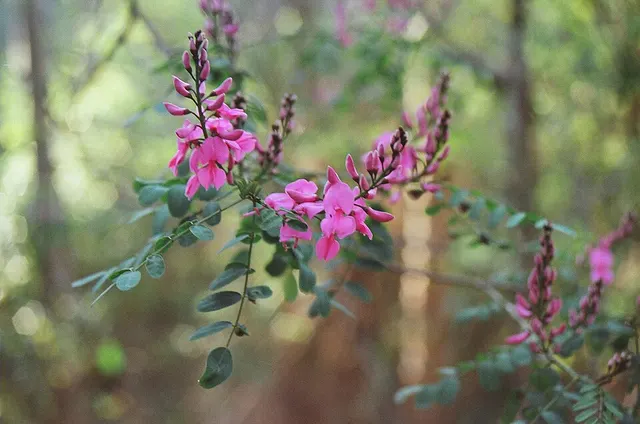 Indigofera australis