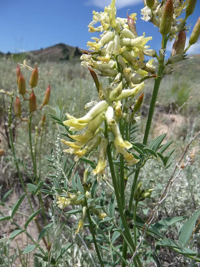 Astragalus scaphoides
