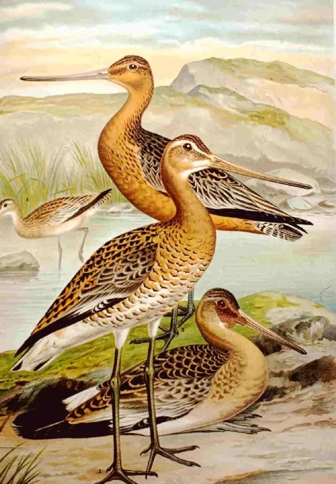 Limosa