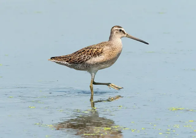 Dowitcher