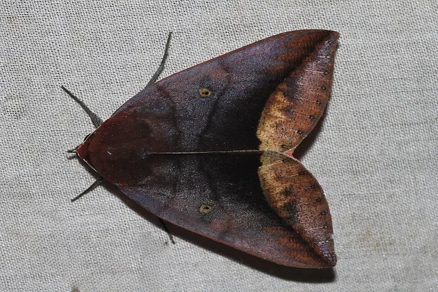 Thyas javanica