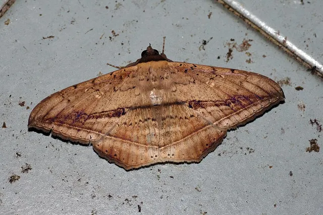Hulodes donata
