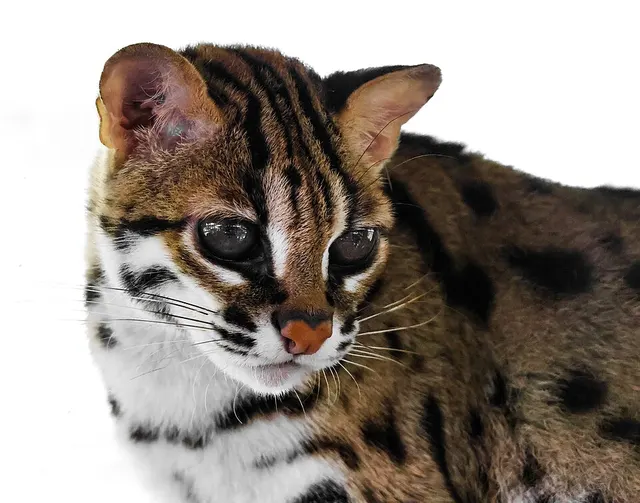 Visayan leopard cat