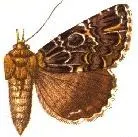 Tolna complicata