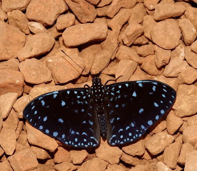 Hamadryas laodamia